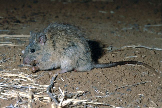 Long-haired rat Longhaired rat Rattus villosissimus Department of Environment