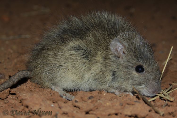 Long-haired rat CalPhotos Rattus villosissimus Plains Rat