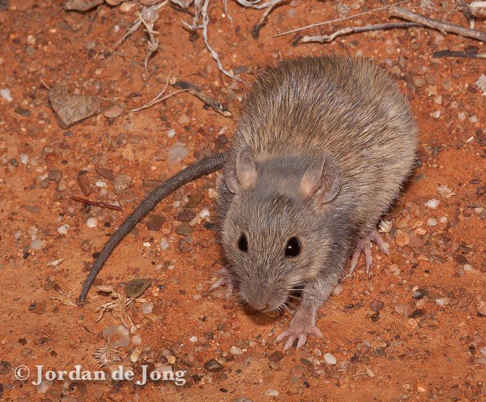 Long-haired rat Longhaired Rat Rattus villosissimusjpg Jordan de Jong Flickr