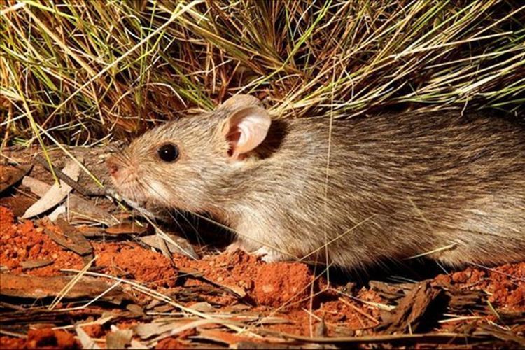 Long-haired rat Native longhaired rat Rattus villosissimus pictured on a property