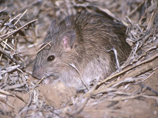 Long-haired rat Longhaired rat Rattus villosissimus Department of Environment