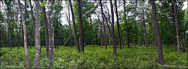 Long Island Central Pine Barrens BNL Newsroom Brookhaven Hosts 16th Annual Pine Barrens Research Forum