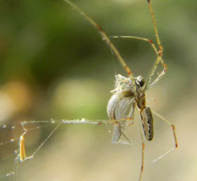 Long-jawed orb weaver Spiders at Spiderzrule the best site in the world about spiders