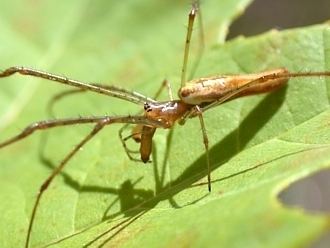 Long-jawed orb weaver LongJawed Orb Weavers amp Orchard Spiders of Kentucky University of