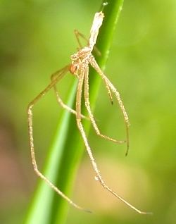 Long-jawed orb weaver LongJawed Orb Weavers amp Orchard Spiders of Kentucky University of