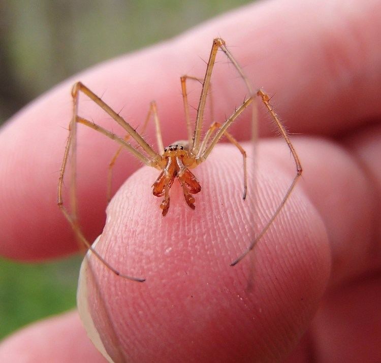 Long-jawed orb weaver Longjawed Orb weaver YouTube