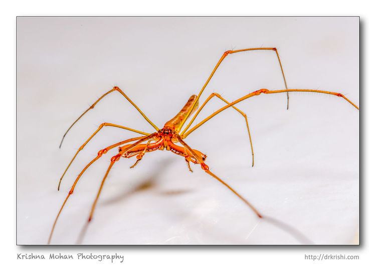 Long-jawed orb weaver LongJawed Orb Weaver Tetragnatha spider Krishna Mohan Photography