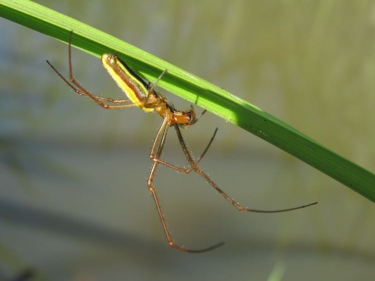 Long-jawed orb weaver 2bpblogspotcomUj0LT9pyRqgVhlGkc5YahIAAAAAAA