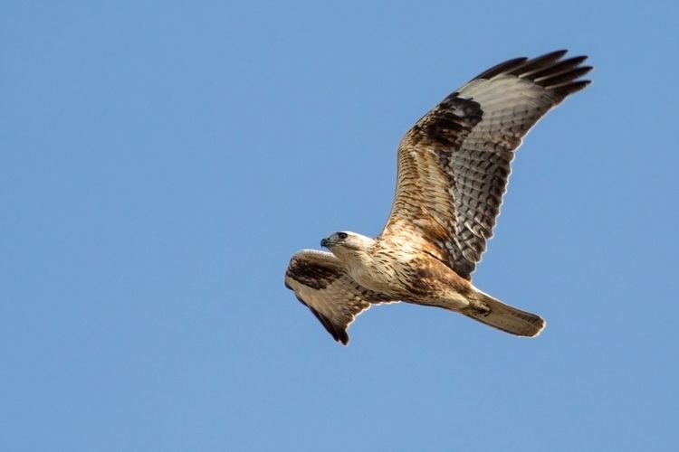 Long-legged buzzard Wildlife Diaries Longlegged Buzzard Santorini
