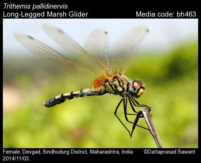 Long-legged marsh glider wwwindianodonataorgmediaimages201561435222