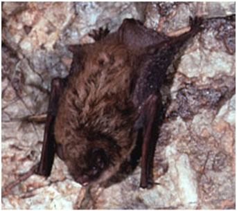 Long-legged myotis Longlegged Myotis Myotis volans South Coast Bat Conservation