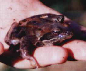 Long-legged wood frog httpsuploadwikimediaorgwikipediacommons11