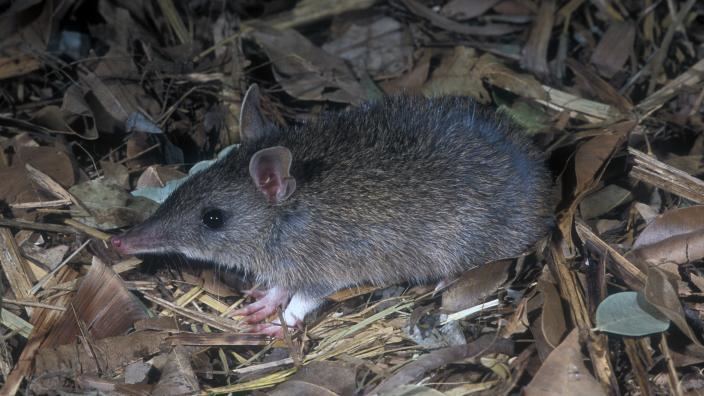 Long-nosed bandicoot New species of Longnosed Bandicoot identified by WA Museum