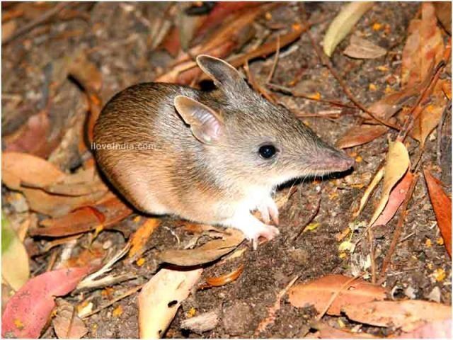 Long-nosed bandicoot Facts About Long Nosed Bandicoot Interesting amp Amazing Information