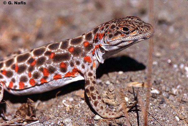 Long-nosed leopard lizard idahoherpspbworkscomf1188590295gwislizeniijpg