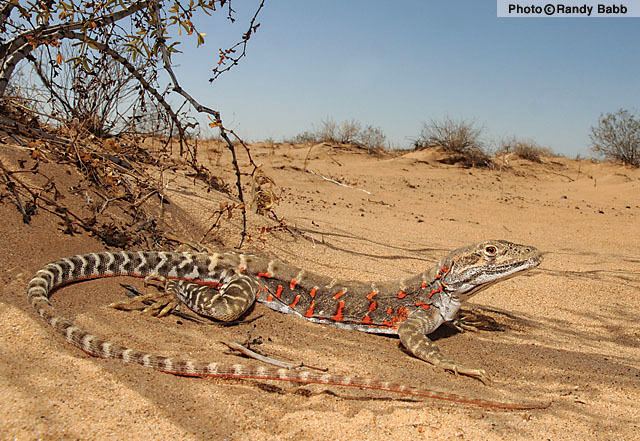 Long-nosed leopard lizard Longnosed Leopard Lizard Gambelia wislizenii Reptiles of Arizona