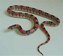 Long-nosed snake httpsuploadwikimediaorgwikipediacommonsthu