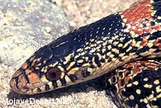 Long-nosed snake Longnosed Snake Rhinocheilus lecontei Desert Snakes