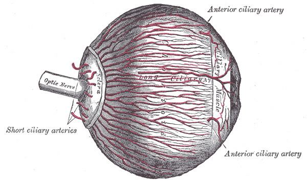 Long posterior ciliary arteries