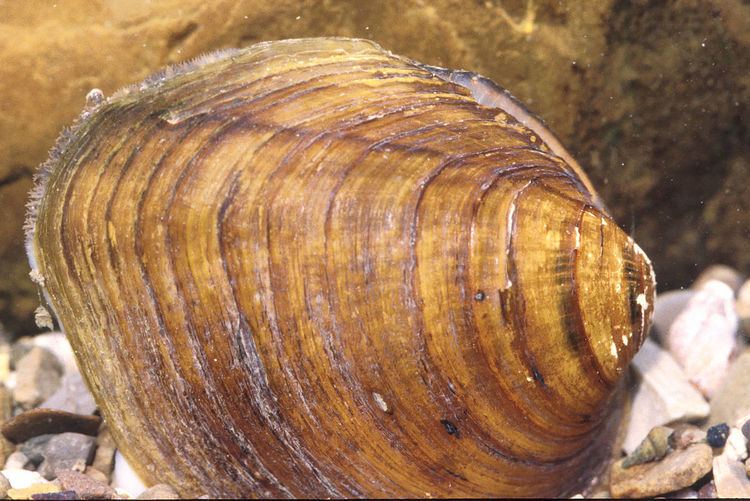 Long solid mussel