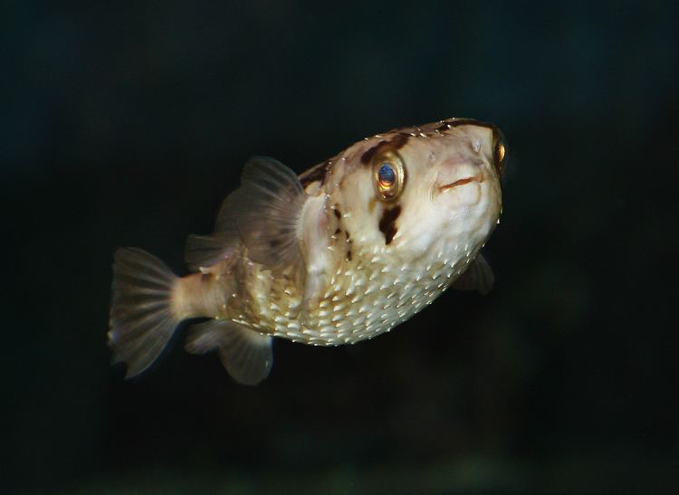 Long-spine porcupinefish httpsuploadwikimediaorgwikipediacommons22