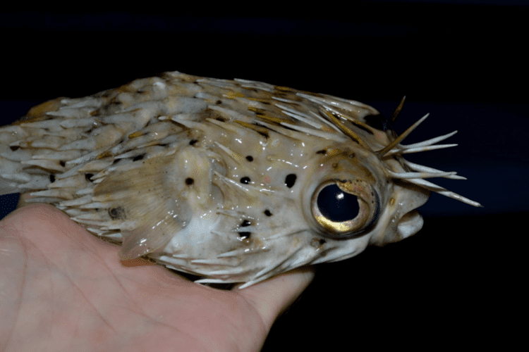 Long-spine porcupinefish Porcupinefish Longspine SNOOK99 roughfishcom