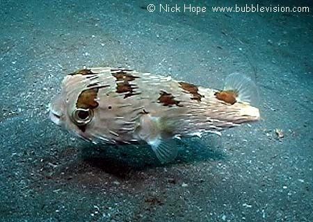 Long-spine porcupinefish Longspine Porcupinefish Diodon holocanthus