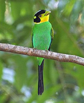 Long-tailed broadbill Longtailed Broadbill Psarisomus dalhousiae Thailand39s eigth most