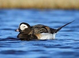 Long-tailed duck Longtailed Duck Identification All About Birds Cornell Lab of