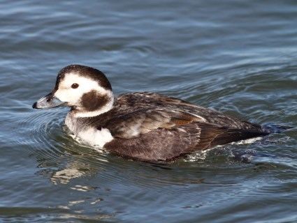 Long-tailed duck Longtailed Duck Identification All About Birds Cornell Lab of