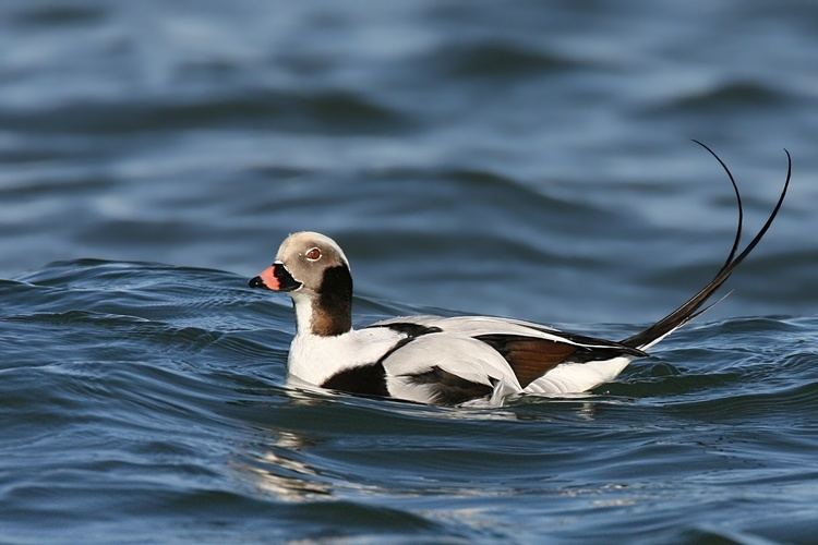 Long-tailed duck Longtailed duck Wikipedia