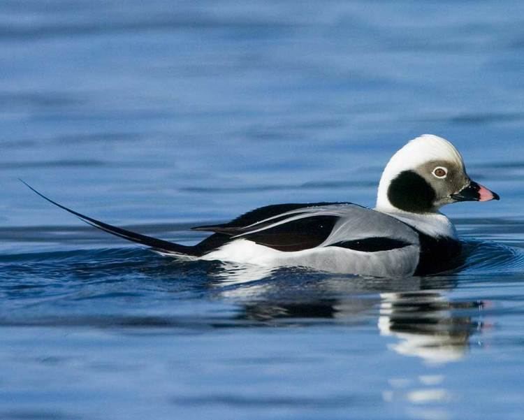 Long-tailed duck d2fbmjy3x0sduacloudfrontnetsitesdefaultfiles