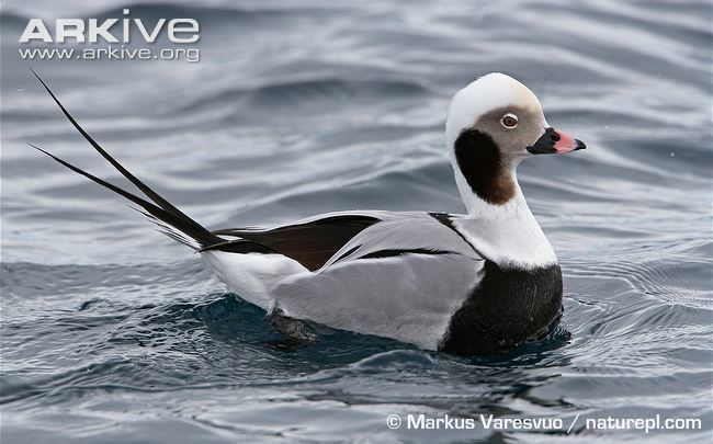 Long-tailed duck Longtailed duck videos photos and facts Clangula hyemalis ARKive
