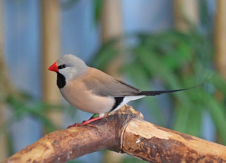 Long-tailed finch Shafttail Finch Facts As Pets Care Temperament Pictures