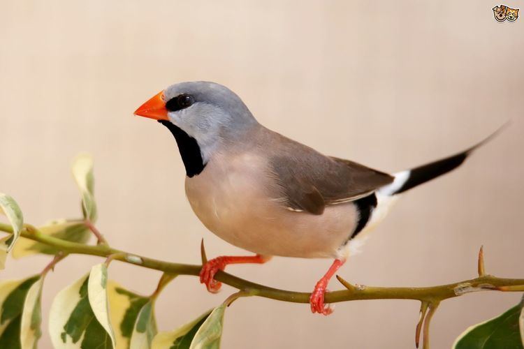 Long-tailed finch Grassfinch Family Pets4Homes