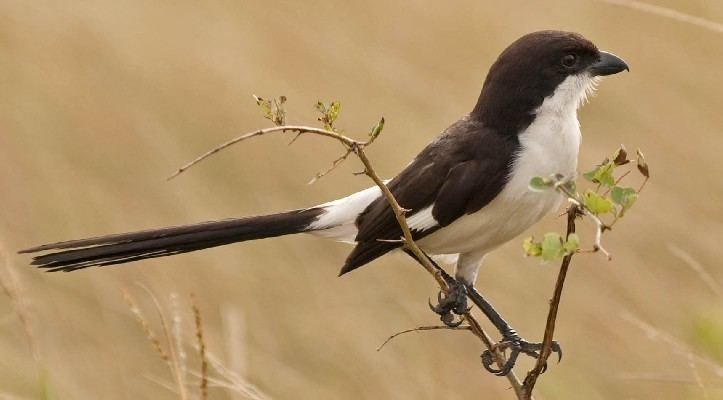 Long-tailed fiscal Longtailed Fiscal Birding in Zimbabwe