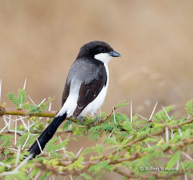 Long-tailed fiscal Birds of East Africa largest and most popular gallery on the