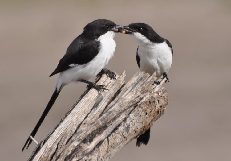 Long-tailed fiscal Longtailed Fiscal Lanius cabanisi an adult feeding the young