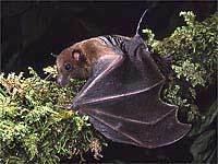 Long-tailed fruit bat wwwplanetmammiferesorgPhotosVolantsPteropNo