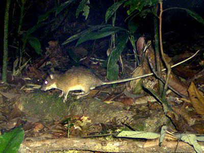 Long-tailed giant rat wwwecologyasiacomimagesjkllongtailedgiantr