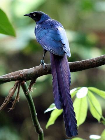 Long-tailed glossy starling Longtailed Glossystarling Common name Longtailed Gloss Flickr