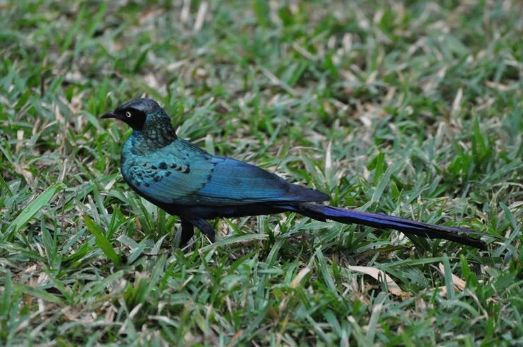 Long-tailed glossy starling Longtailed Glossy Starling Lamprotornis caudatus videos photos