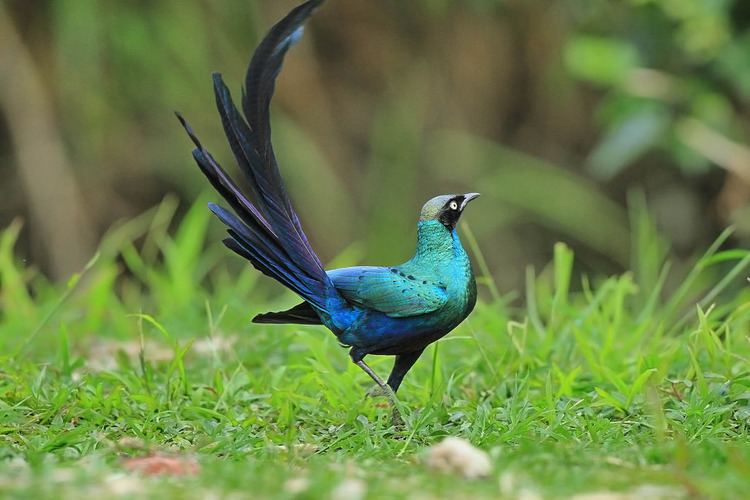 Long-tailed glossy starling httpsc1staticflickrcom6559715545618831615