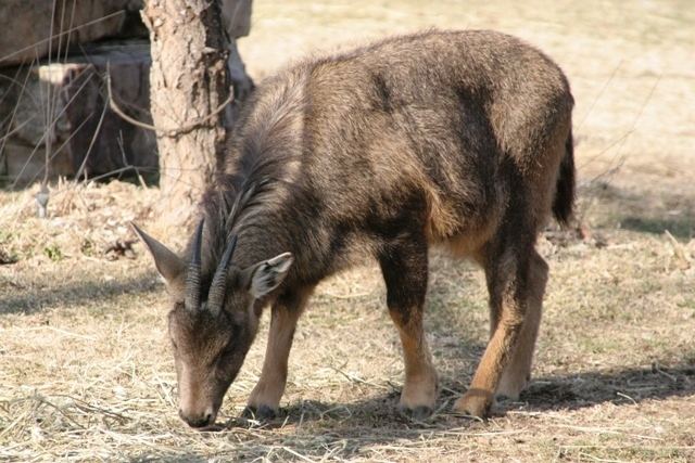 Long-tailed goral Longtailed goral Wikipedia