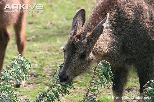 Long-tailed goral Longtailed goral photo Naemorhedus caudatus G57112 ARKive