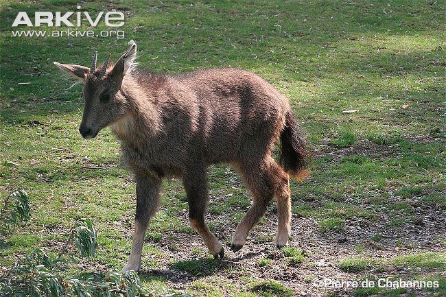 Long-tailed goral Longtailed goral videos photos and facts Naemorhedus caudatus