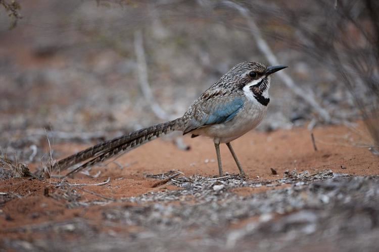 Long-tailed ground roller Longtailed Groundroller Uratelornis chimaera videos photos and