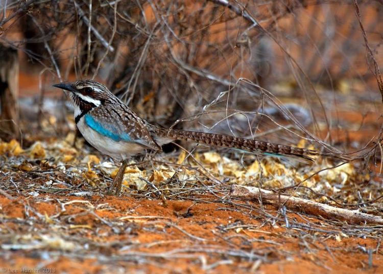 Long-tailed ground roller Longtailed Groundroller Uratelornis chimaera videos photos and