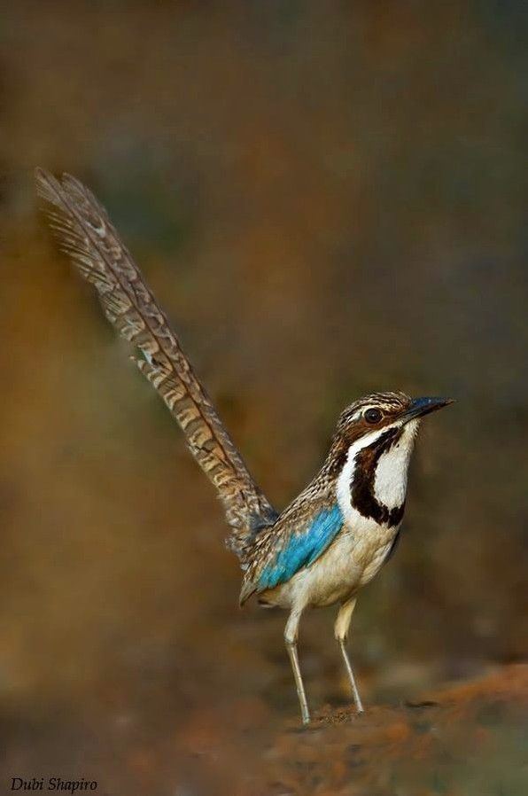 Long-tailed ground roller The Longtailed Ground Roller Uratelornis chimaera is one of the 5