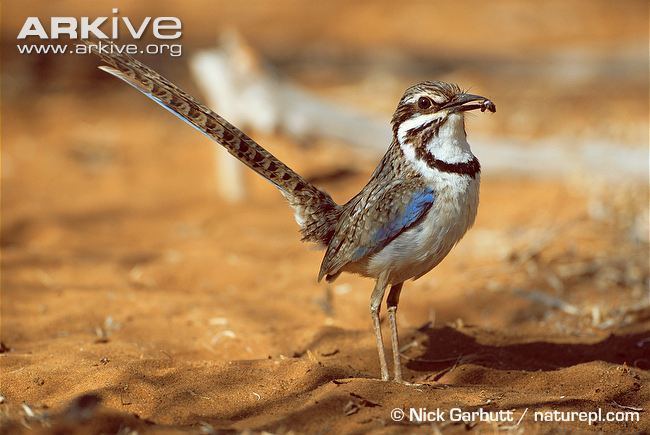 Long-tailed ground roller Longtailed ground roller videos photos and facts Uratelornis
